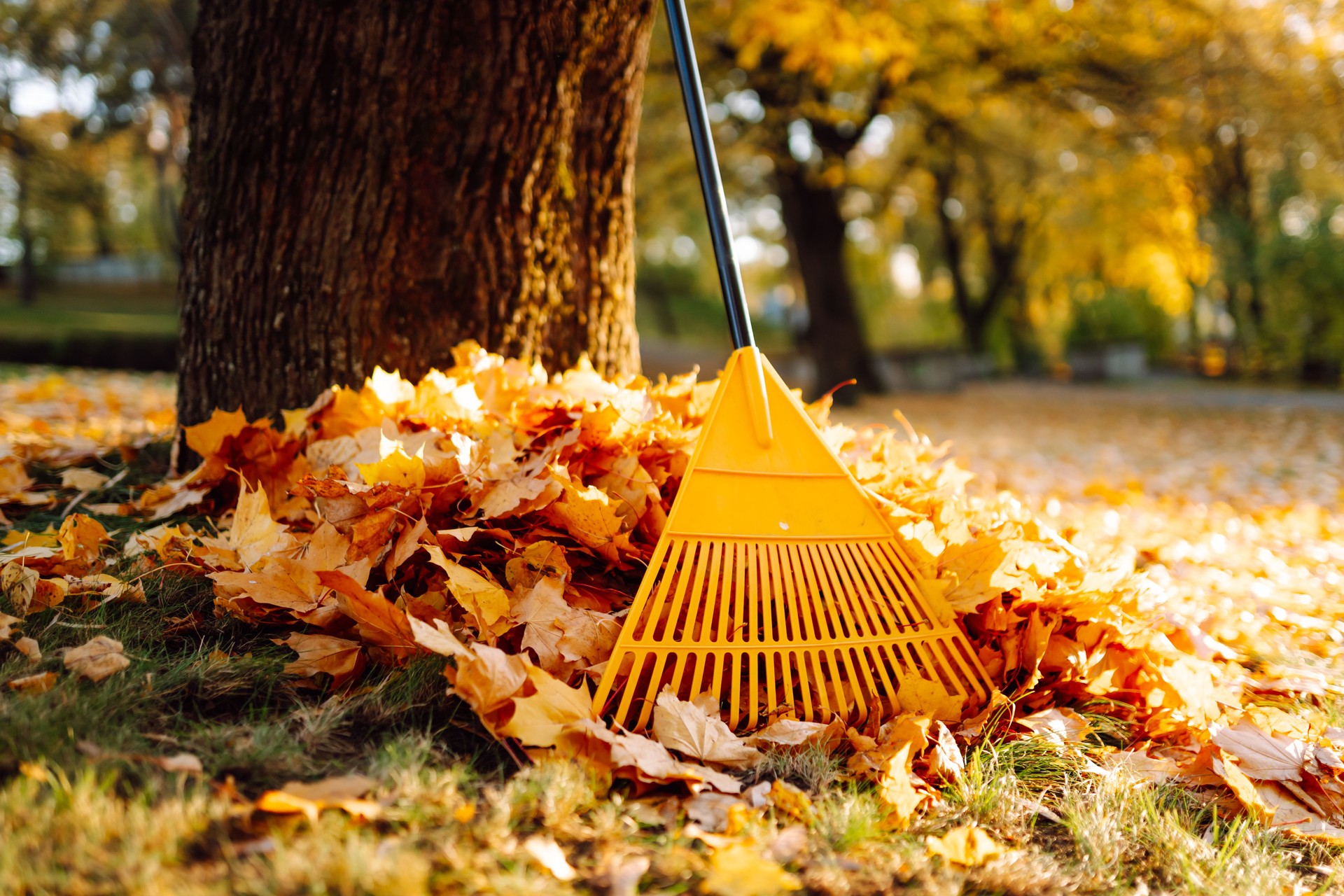 A large yellow rake collects a large pile of colorful fallen leaves under a tree in a sunny park.